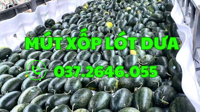 mút xốp lót dưa