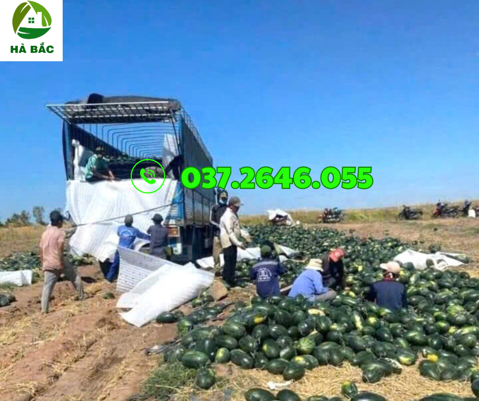 xốp lót dưa