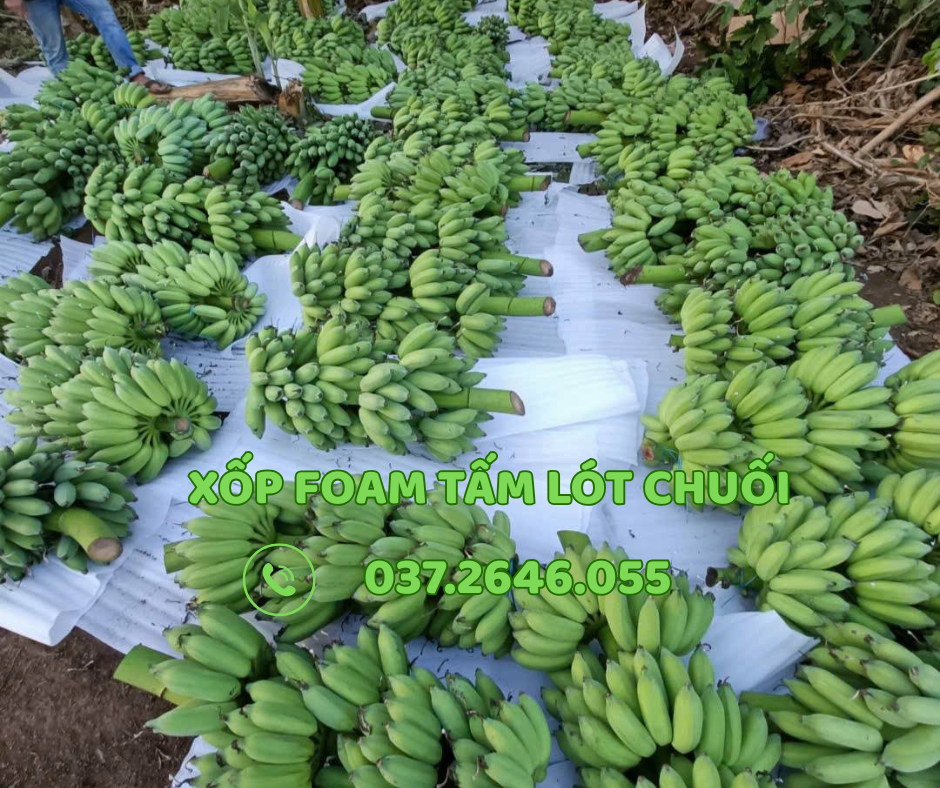 mút xốp lót chuối