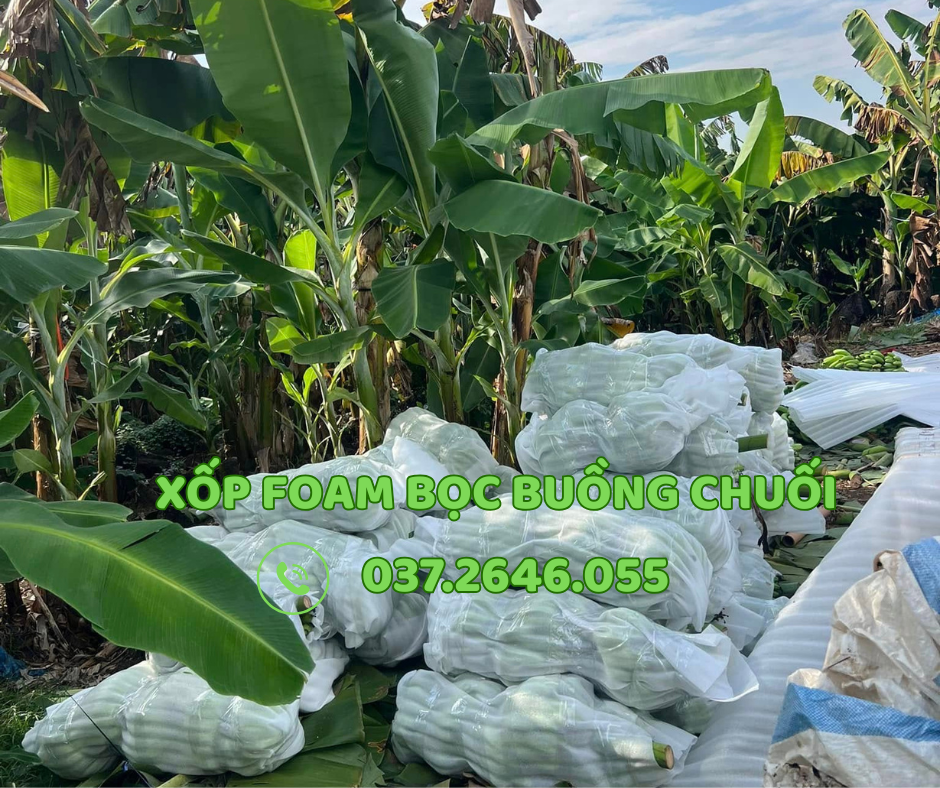 mút xốp lót chuối tại gia lai